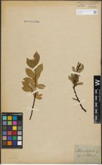Foto von Salix hastata L.